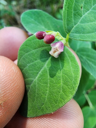 Common snowberry (Symphoricarpos albus)