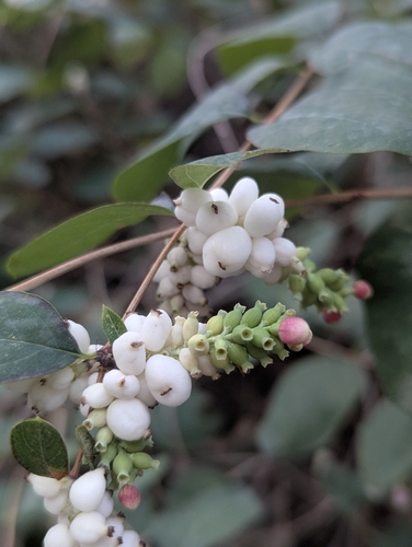 Common snowberry (Symphoricarpos albus)