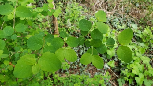 Common snowberry (Symphoricarpos albus)