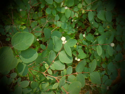 Common snowberry (Symphoricarpos albus)