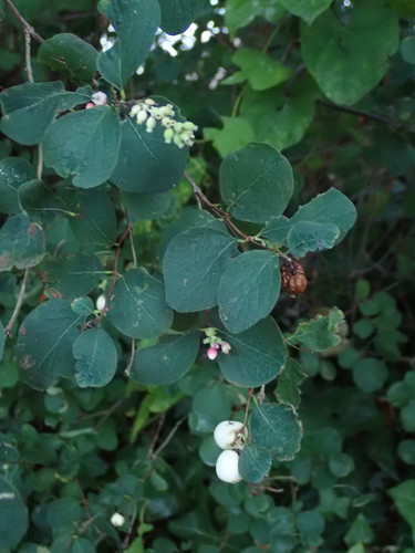 Common snowberry (Symphoricarpos albus)
