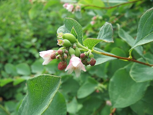 Common snowberry: Gewöhnliche Schneebeere ( Symphoricarpos albus ) im Naturschutzgebiet "St. Arnualer Wiesen"