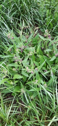 Ārstniecības tauksakne (Symphytum officinale)