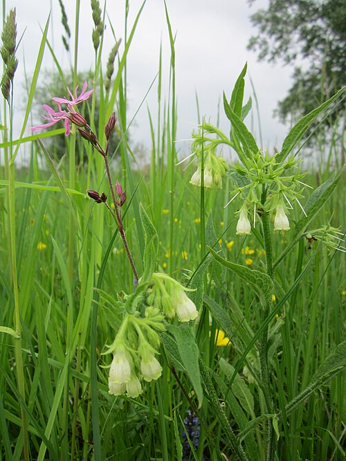 Ārstniecības tauksakne: Echter Beinwell ( Symphytum officinale ) und Kuckucks-Lichtnelke ( Lychnis flos-cuculi ) im Hockenheimer Rheinbogen