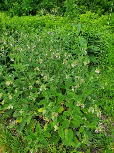 Ārstniecības tauksakne (Symphytum officinale)