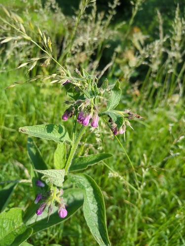 Ārstniecības tauksakne (Symphytum officinale)