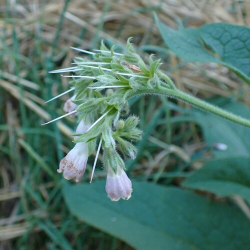 Ārstniecības tauksakne (Symphytum officinale)