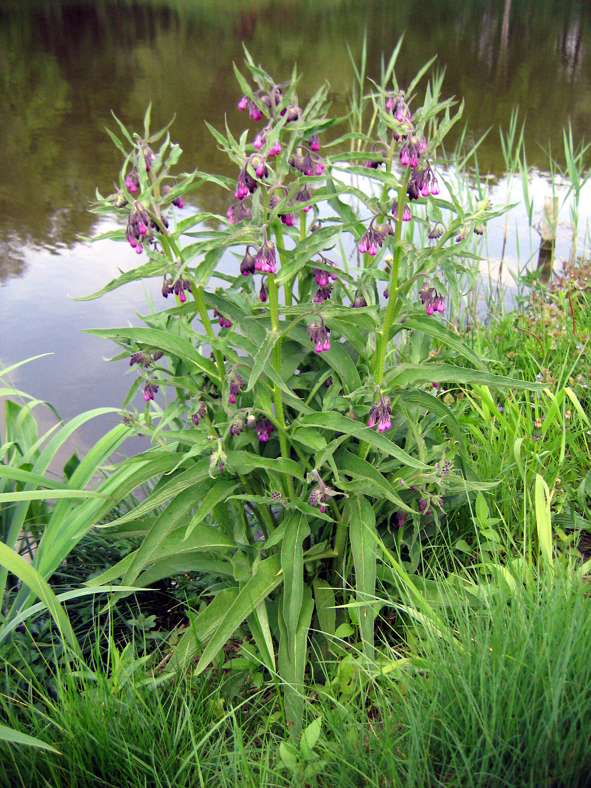 Ārstniecības tauksakne: Common comfrey ( Symphytum officinale ), flowering, growing on the bank of the larger pond in the Sołtysowicki Forest, Wrocław, Poland.