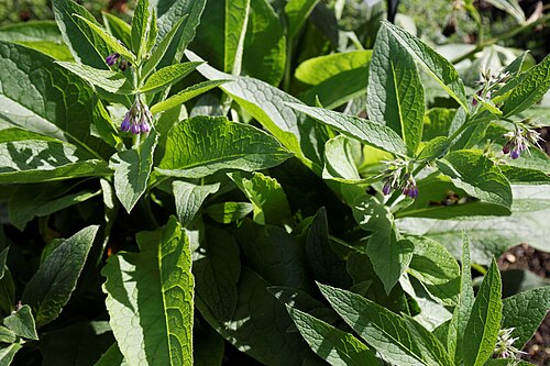 Ārstniecības tauksakne: Symphytum officinale , otherwise common comfrey, true comfrey, Quaker comfrey, cultivated comfrey, boneset, knitbone, consound, or slippery-root, at Capel Manor