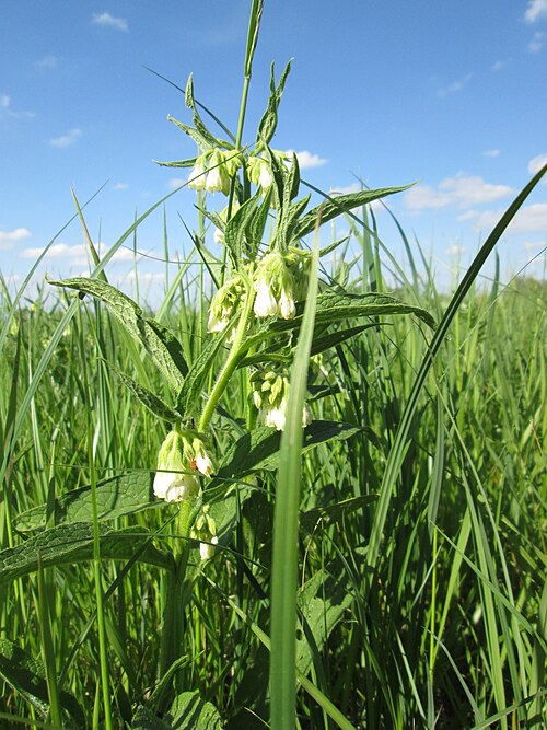 Ārstniecības tauksakne: Echter Beinwell ( Symphytum officinale ) im Naturschutzgebiet „Bachwiesen/Leopoldswiesen“ im Hockenheimer Rheinbogen