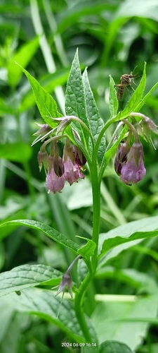 Ārstniecības tauksakne (Symphytum officinale)