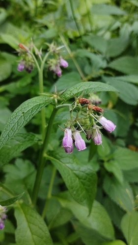 Ārstniecības tauksakne (Symphytum officinale)