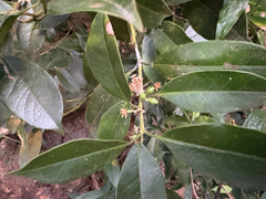 Symplocos lucida (Symplocos lucida)