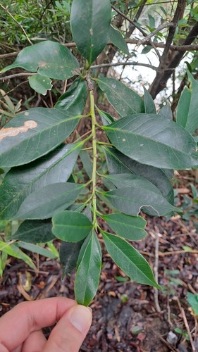 Symplocos lucida (Symplocos lucida)