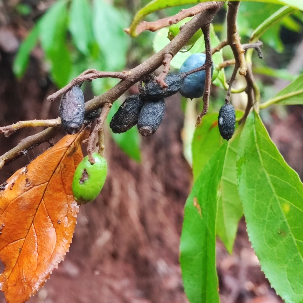 Symplocos pubescens (Symplocos pubescens)
