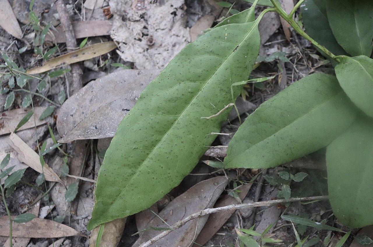 Symplocos stawellii: The leaves from the White hazelwood tree (Symplocos stawellii). The tree was found in a newgrowth paperbark forest in Little Mountain, QLD.