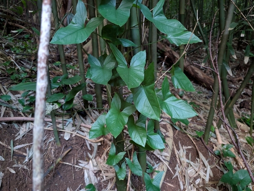 Arrowhead plant (Syngonium podophyllum)