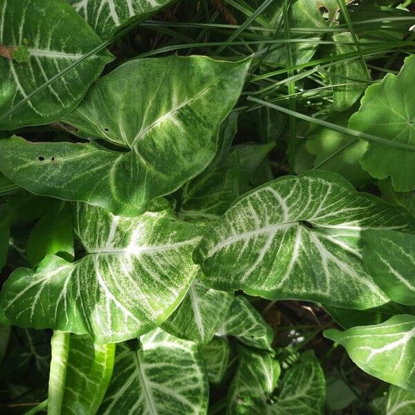 Arrowhead plant (Syngonium podophyllum)
