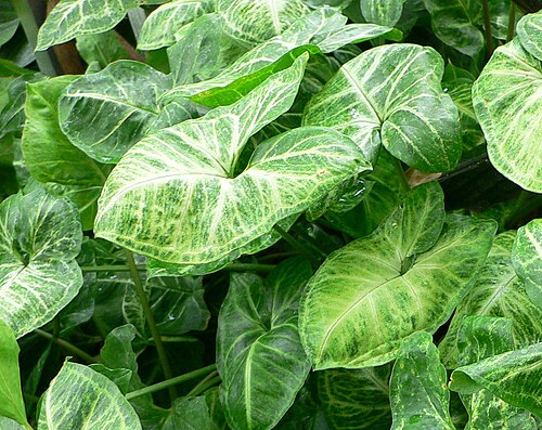 Arrowhead plant (Syngonium podophyllum)