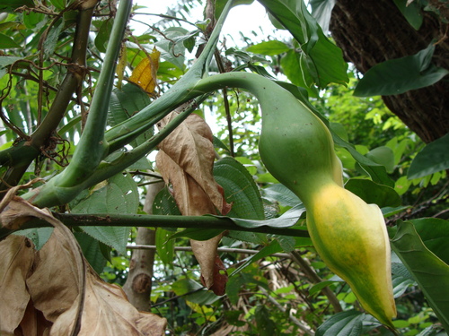 Arrowhead plant (Syngonium podophyllum)
