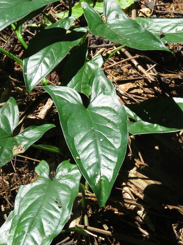 Arrowhead plant (Syngonium podophyllum)