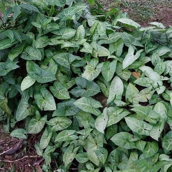 Arrowhead plant (Syngonium podophyllum)