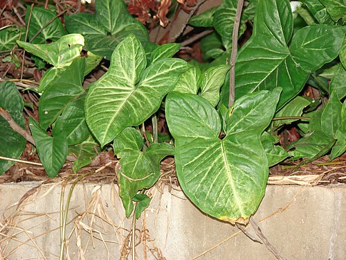 Arrowhead plant: Syngonium podophyllum (habit). Location: Maui, Kihei