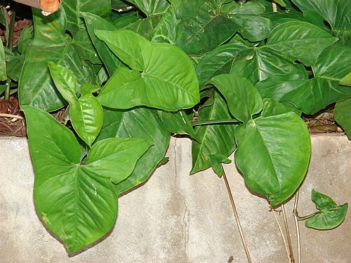Arrowhead plant: Syngonium podophyllum (habit). Location: Maui, Kihei
