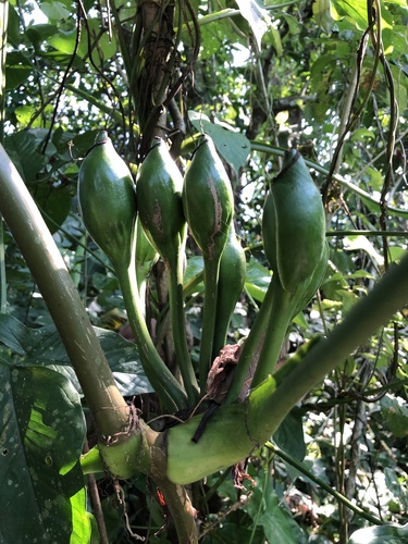 Arrowhead plant (Syngonium podophyllum)