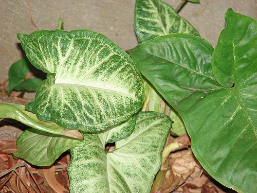 Arrowhead plant: Syngonium podophyllum (leaves). Location: Maui, Kihei