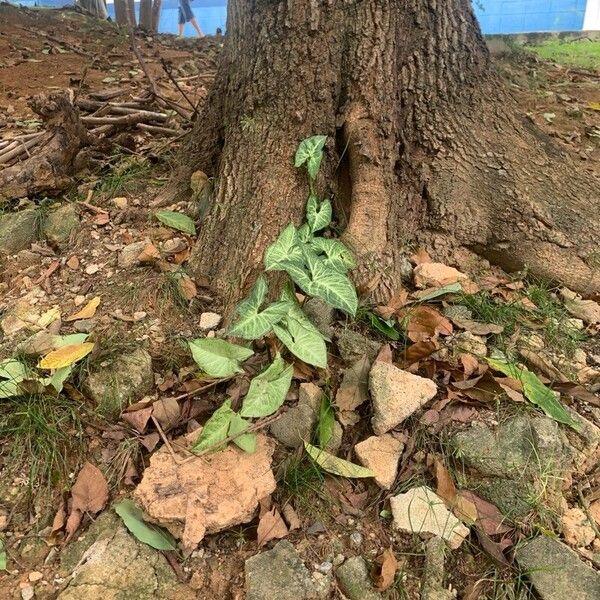 Arrowhead plant (Syngonium podophyllum)