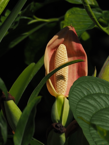 Arrowhead plant