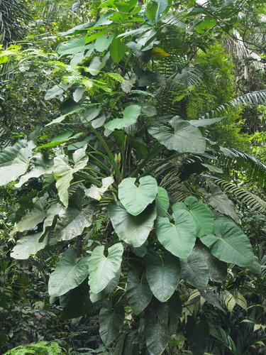 Syngonium schottianum (Syngonium schottianum)