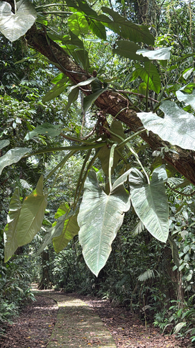 Syngonium schottianum (Syngonium schottianum)