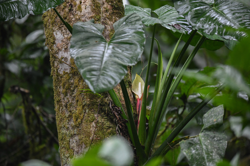 Syngonium schottianum (Syngonium schottianum)