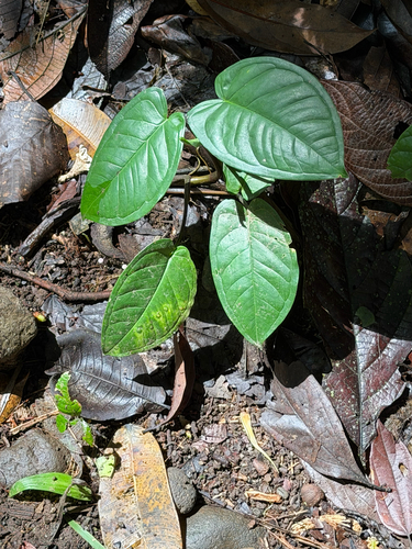 Syngonium schottianum (Syngonium schottianum)