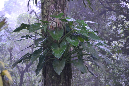Syngonium schottianum (Syngonium schottianum)