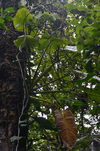 Syngonium schottianum (Syngonium schottianum)