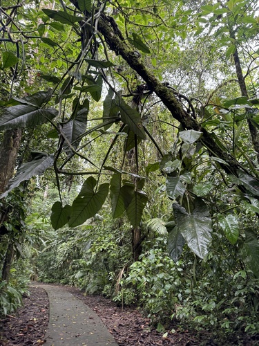 Syngonium schottianum (Syngonium schottianum)