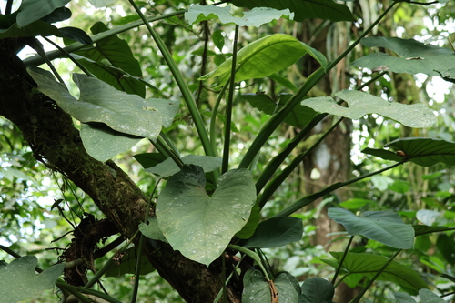 Syngonium schottianum (Syngonium schottianum)