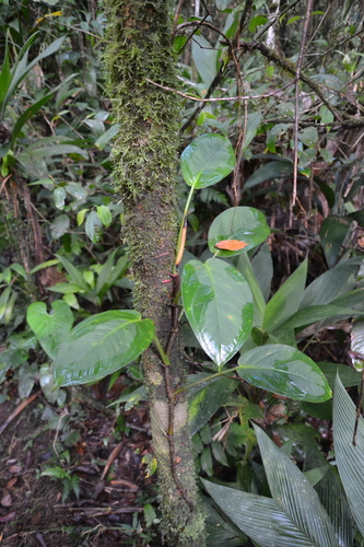 Syngonium schottianum (Syngonium schottianum)