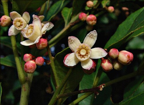 Synoum glandulosum: Synoum glandulosum Family Meliaceae Small bushy tree up to 7m tall. Small flowers at the end of branches in autumn. plantnet.rbgsyd.nsw.gov.au/cgi-bin/NSWfl.pl?