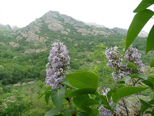 Common lilac: Natural Syringa vulgaris in flower, Bulgaria