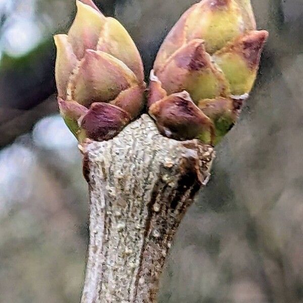 Common lilac (Syringa vulgaris)