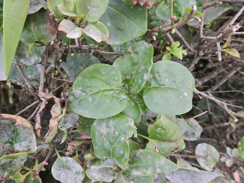 Common lilac (Syringa vulgaris)