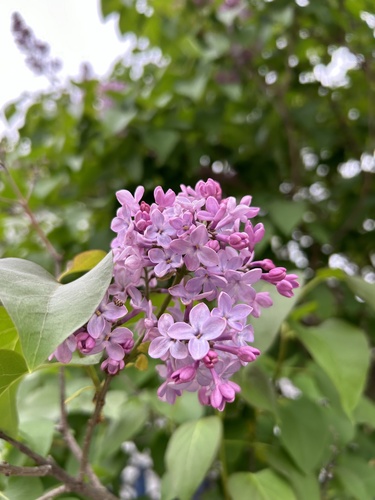 Common lilac (Syringa vulgaris)