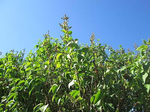 Common lilac: Blütenknospen vom Gemeinen Flieder ( Syringa vulgaris ) im Güdinger Allmet