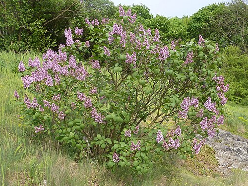 Common lilac: Gemeiner Flieder