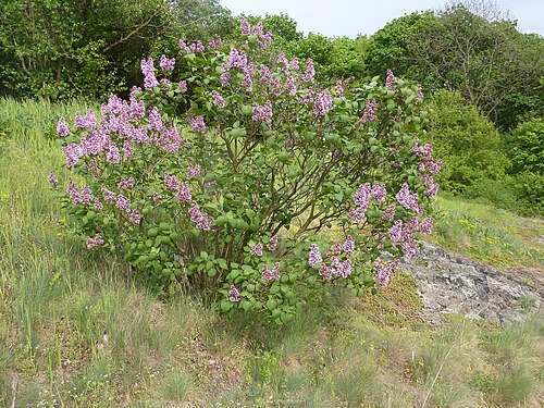 Common lilac: Gemeiner Flieder