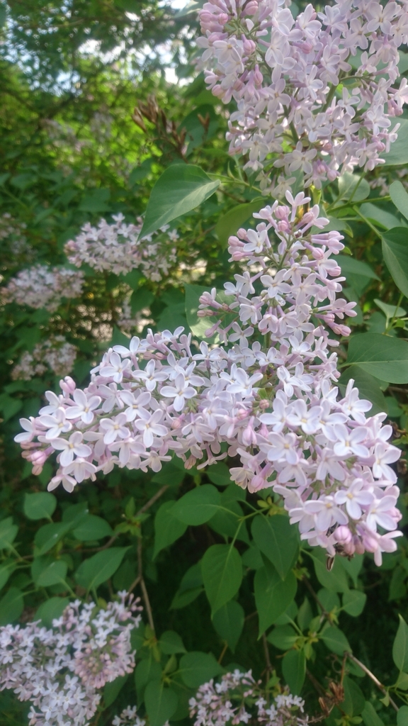 Common lilac (Syringa vulgaris)